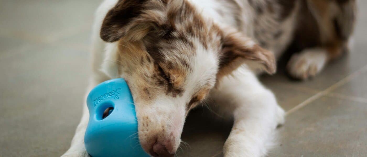 Best Dog Enrichment Toys for Senior Dogs in 2026: 5 Gentle Picks for Aging Minds and Slower Bodies