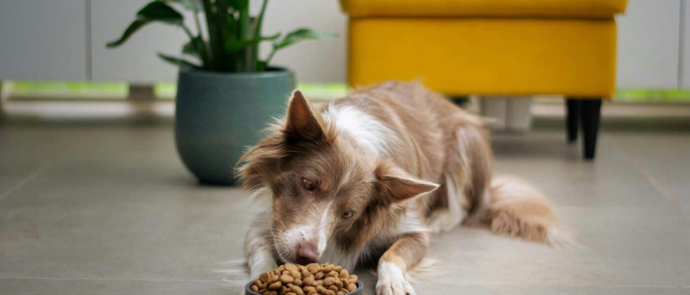 Best Dog Food for Senior Dogs in 2026: Joint Support, Digestibility, and Nutrition That Keeps Aging Dogs Thriving