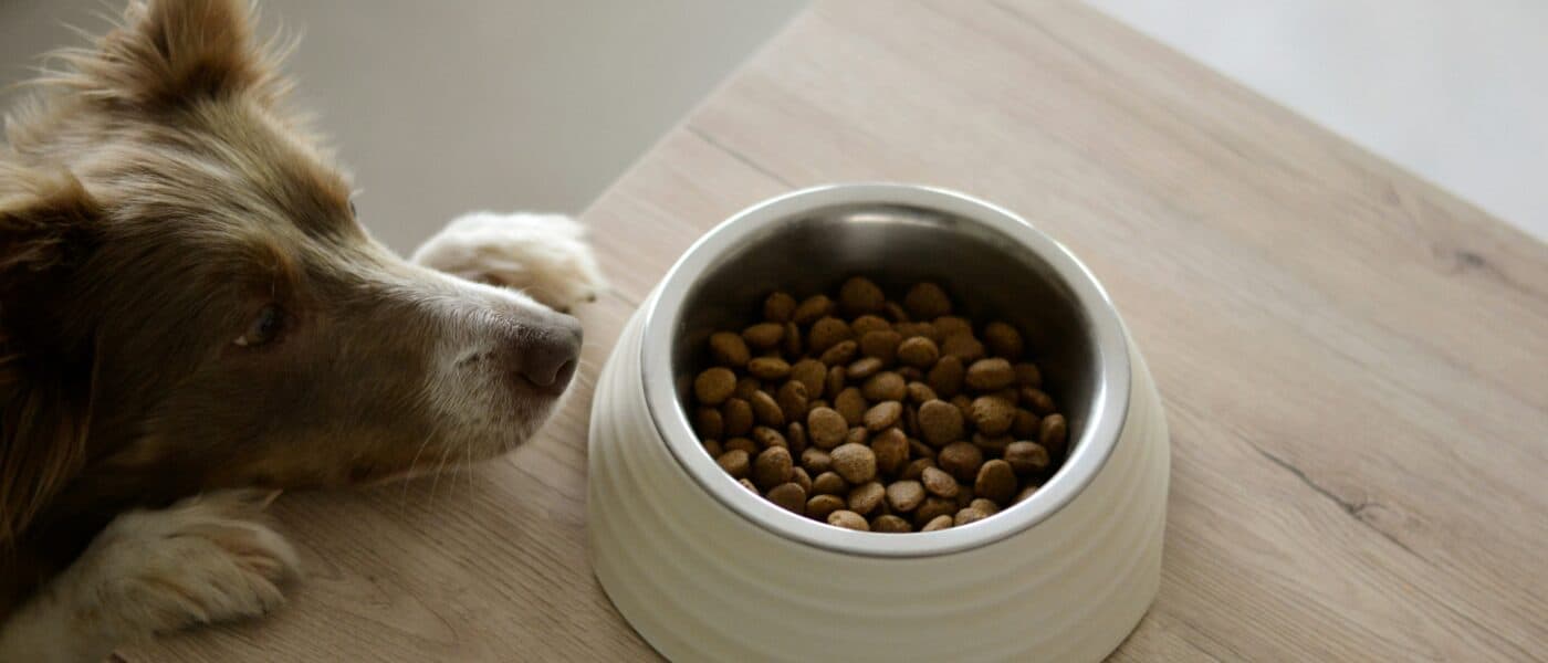 Best Dog Food for Weight Management in 2026: The Right Formula, Real Calorie Math, and How to Actually Get Your Dog to Lose Weight
