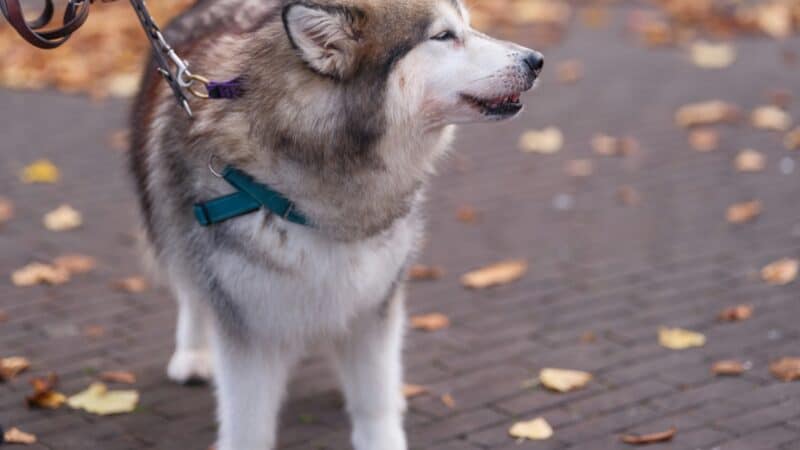 best dog leashes for large dogs in 2026