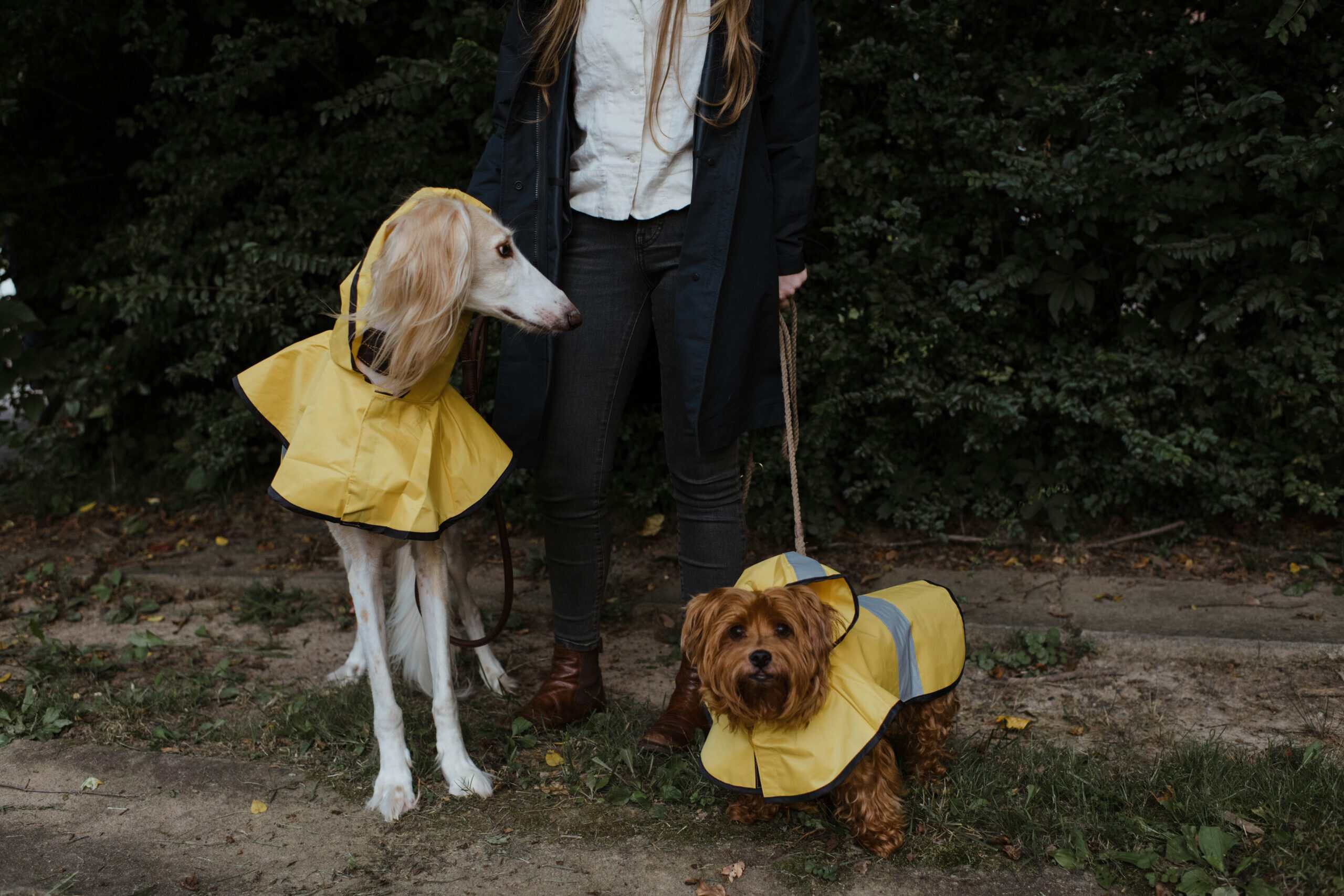 Best Dog Raincoats in 2026: Waterproof Coverage, Comfortable Fit, and Designs That Stay On During Real Walks