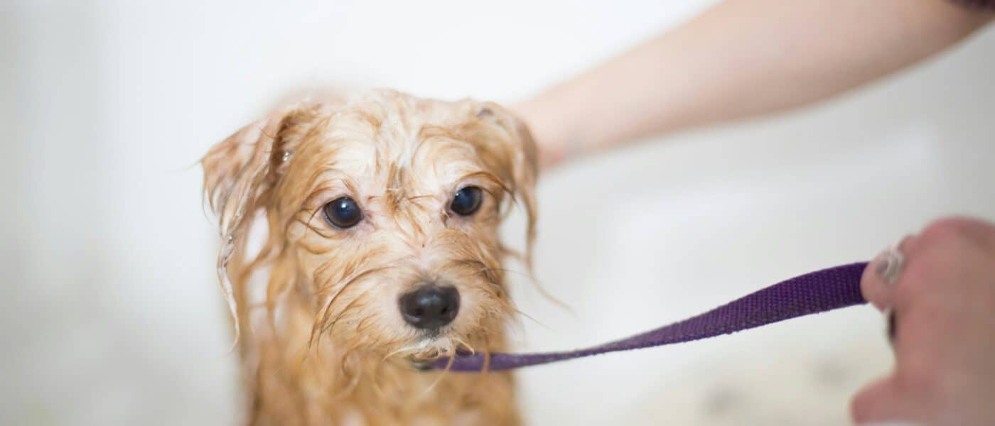 Best Dog Toothbrushes and Toothpaste in 2026: Effective Cleaning, Dog-Safe Formulas, and Routines That Actually Stick