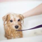 best dog toothbrushes and toothpaste in 2026