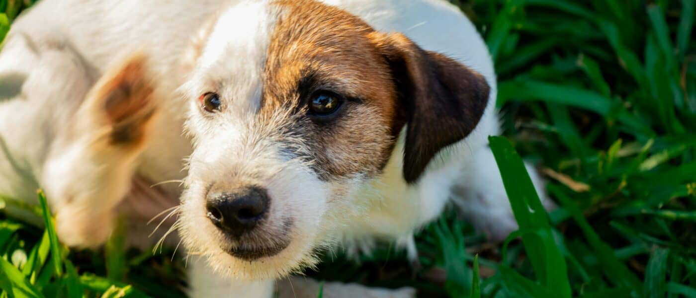 Best Flea and Tick Prevention for Dogs in 2026: Honest Picks Across Rx, OTC, and Natural Options
