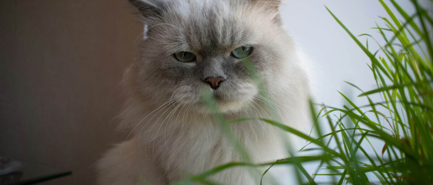 Best Indoor Cat Grass and Planter Kits in 2026: Fresh Growth, Easy Setup, and Greens Your Cat Will Actually Eat