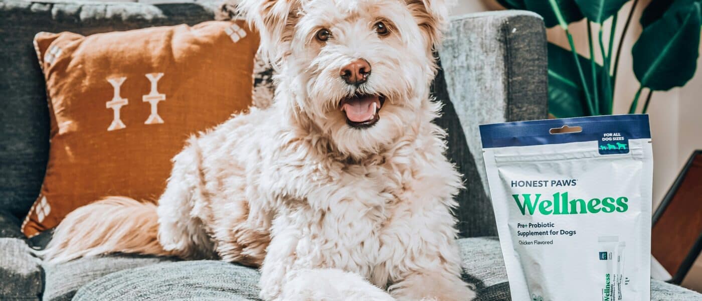 Best Joint Supplements for Senior Dogs in 2026: Glucosamine, Chondroitin, and MSM