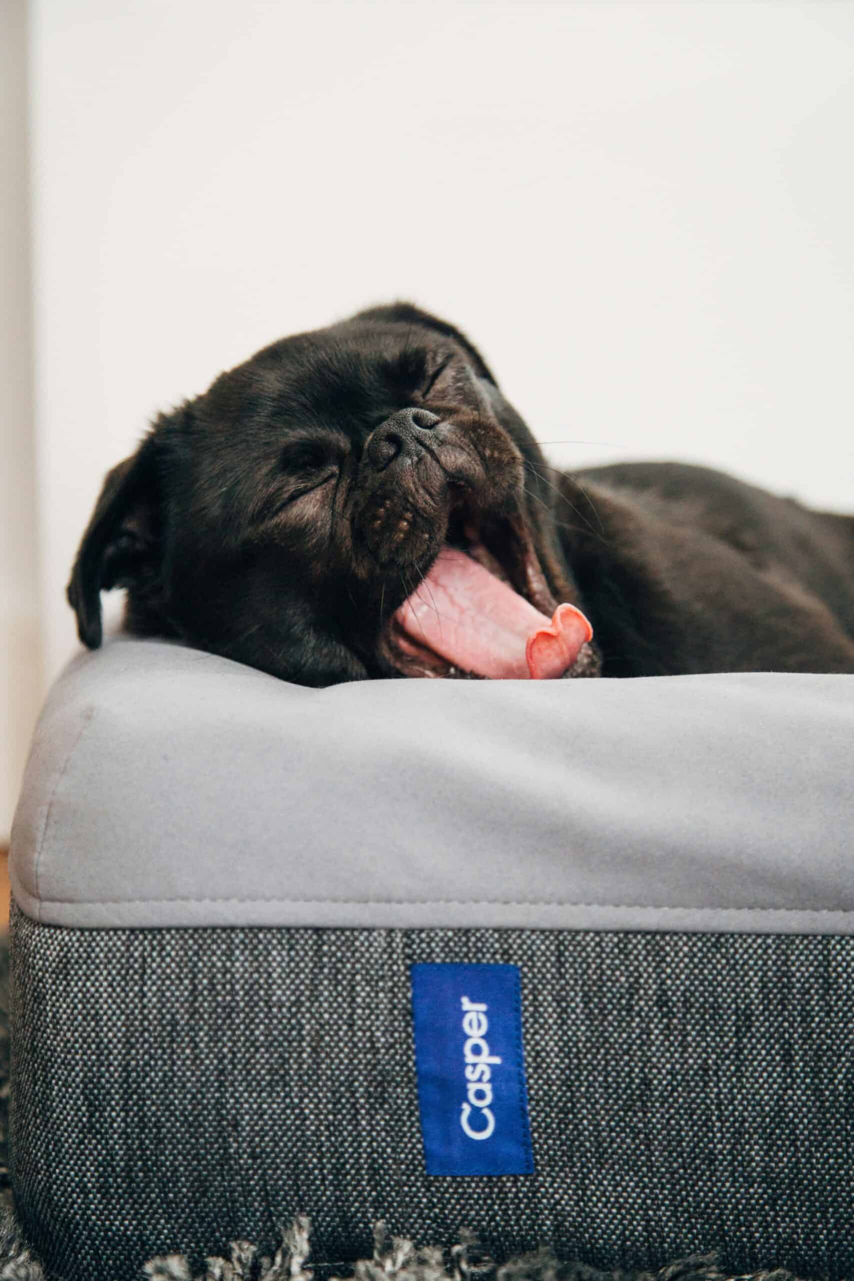 best orthopedic dog beds for senior dogs in 2026