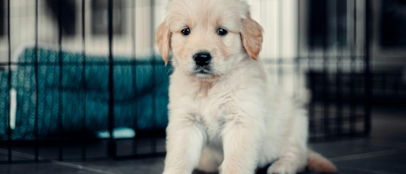 Best Puppy Playpens in 2026: for Training, Containment, and Peace of Mind