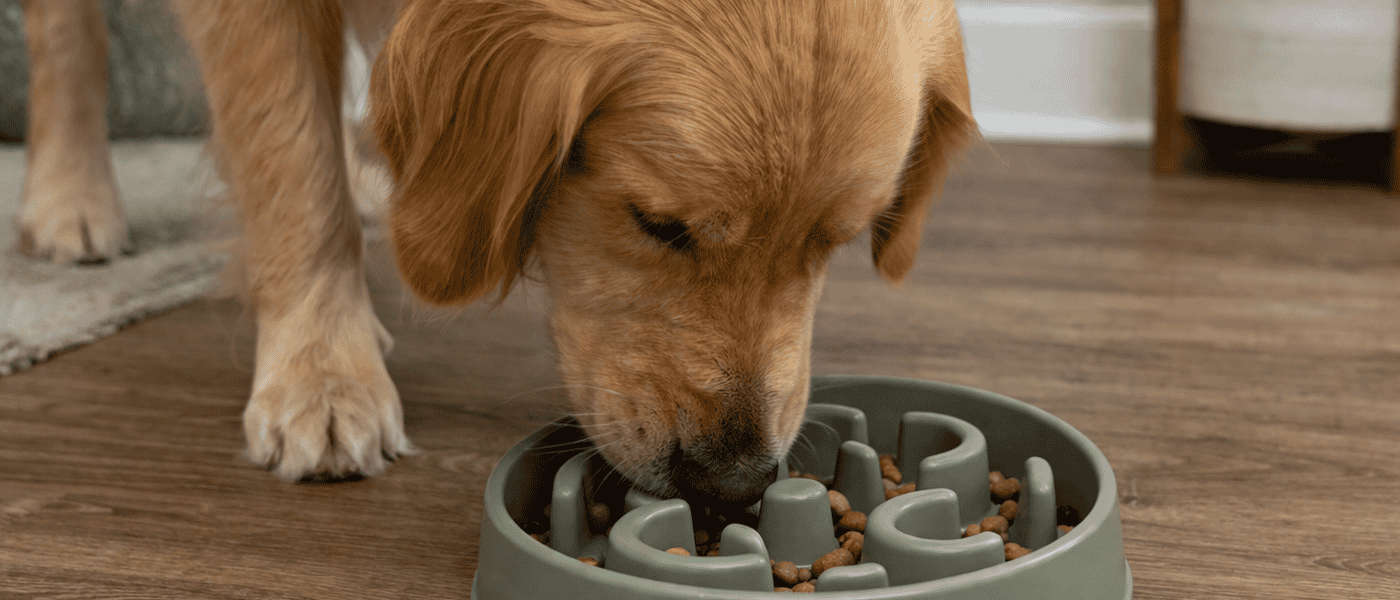Best Slow Feeder Bowls for Dogs in 2026: 5 Picks That Stop Fast Eating and Reduce Bloat Risk