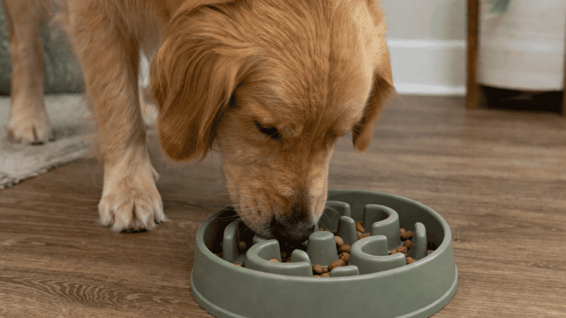 best slow feeder bowls for dogs in 2026