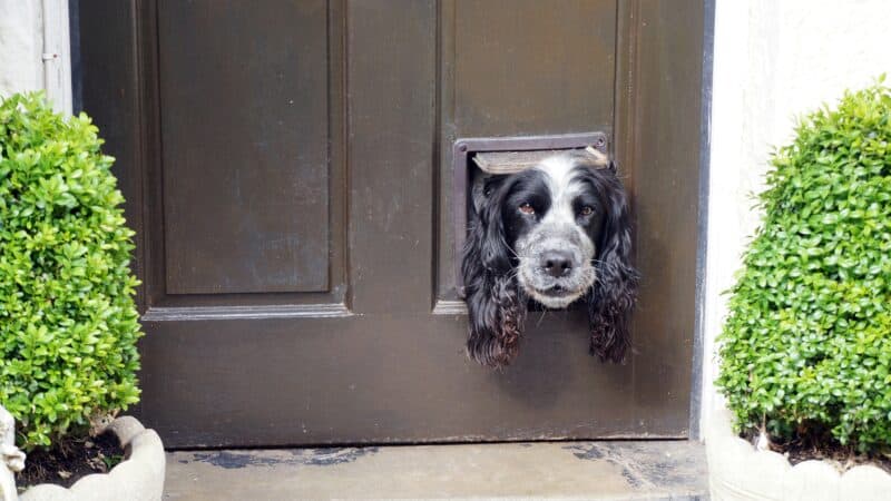 best smart pet doors in 2026