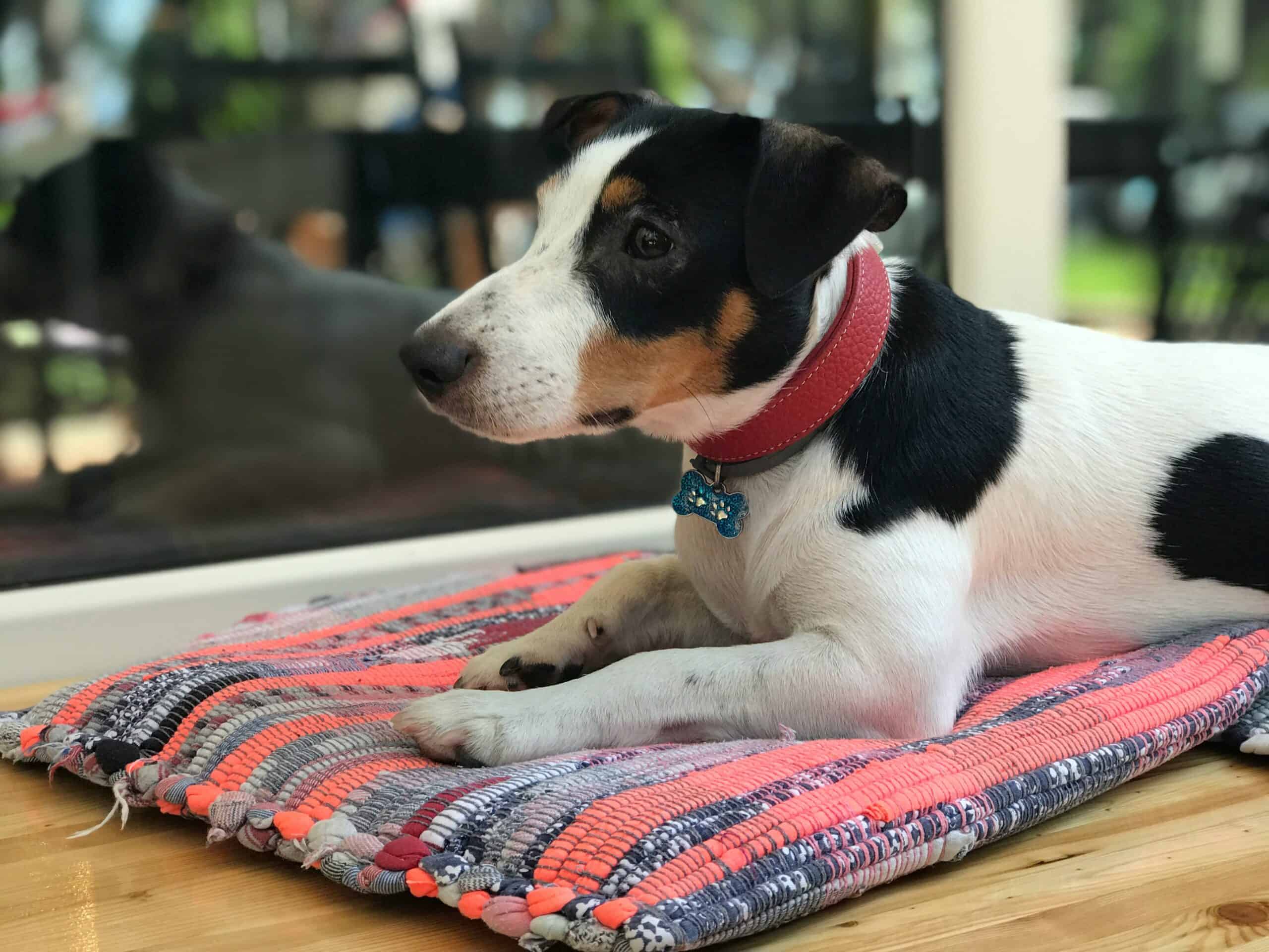 Best Snuffle Mats for Dogs in 2026: 5 Picks That Engage Scent, Slow Eating, and Calm Anxious Dogs
