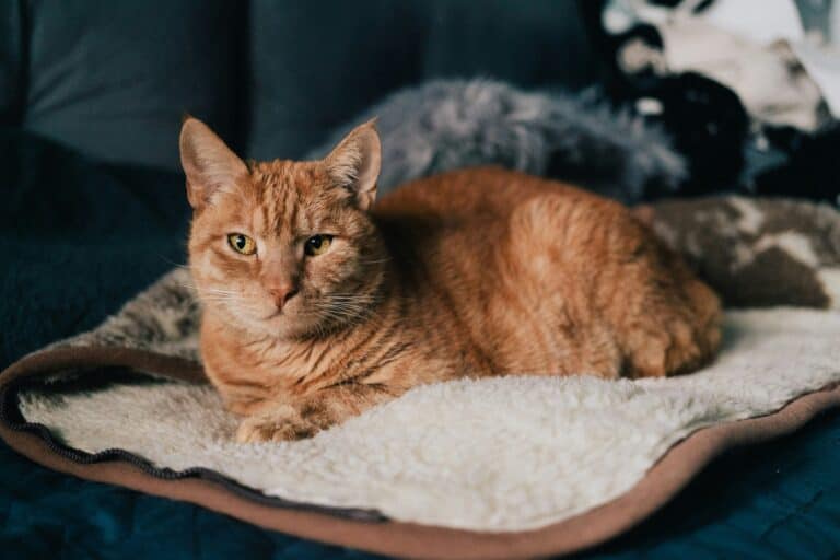 cat laying down on padding