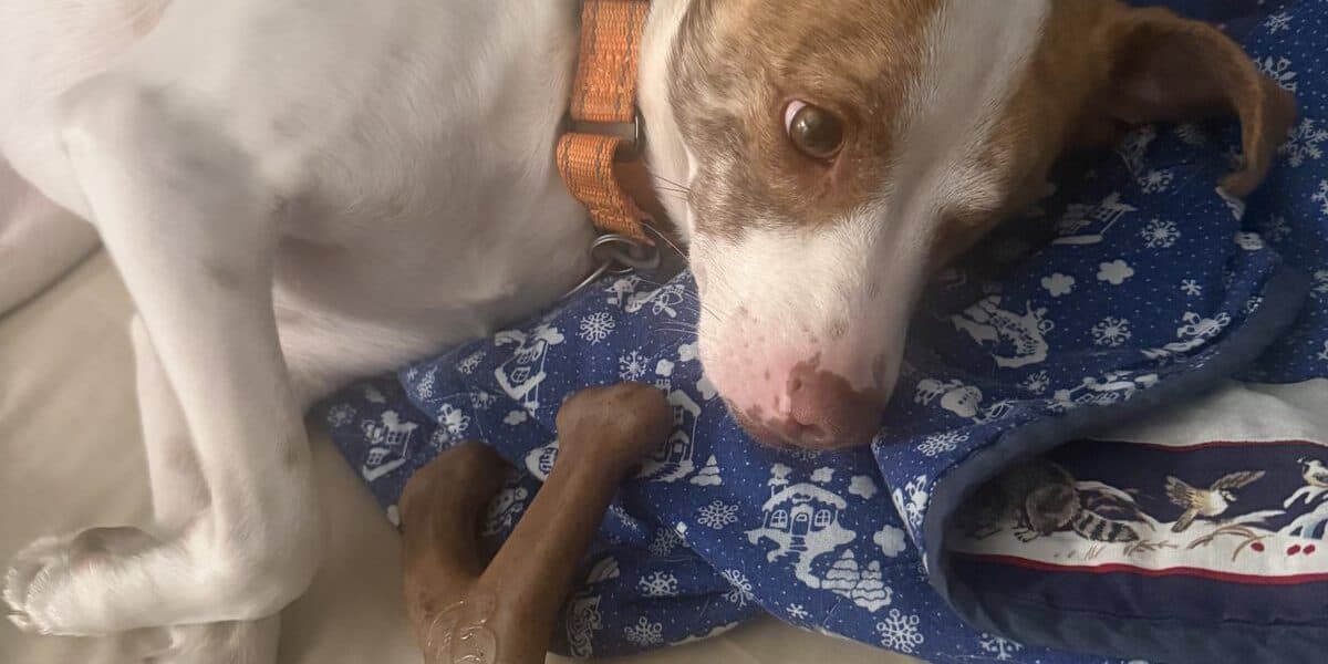 Best Chew Toys for Aggressive Chewers in 2026: That Survive Power Chewers