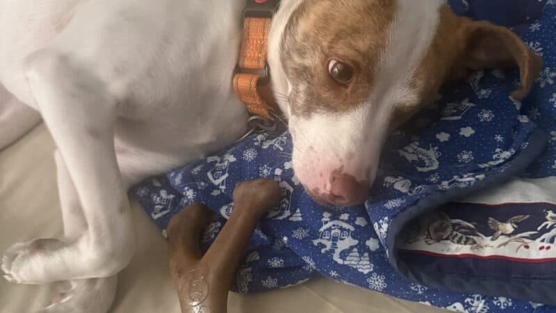 dog toy for aggressive chewers