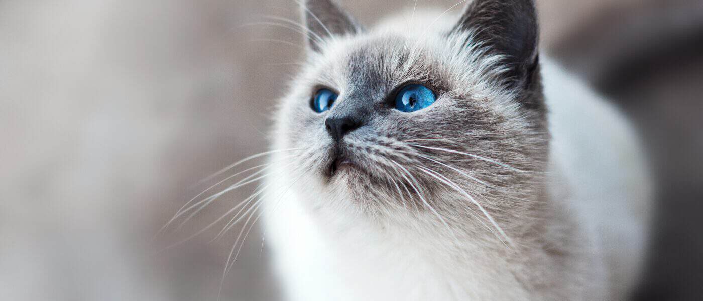 How to Introduce a New Cat in 2026: A Step-by-Step Guide for Stress-Free Bonding