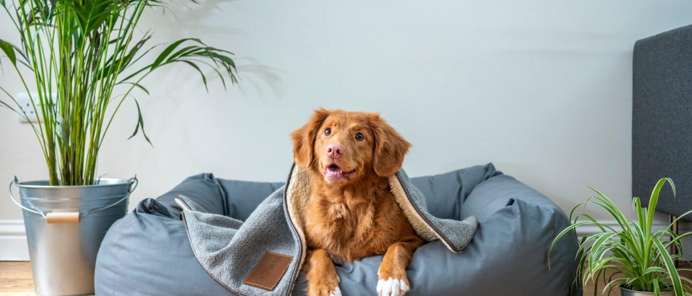 How to Choose the Right Dog Bed in 2026: Size, Material, and the Specific Needs That Determine Which Bed Your Dog Will Actually Sleep In