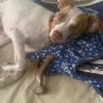 A JRT and her toy