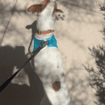 taking my dog on a walk in her leash