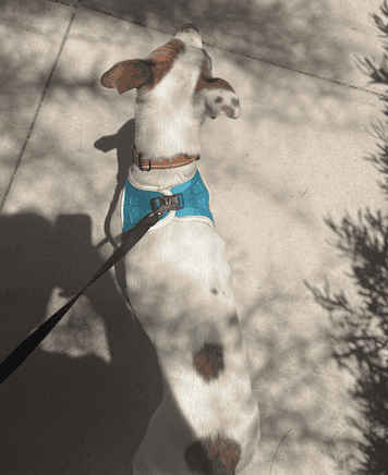 taking my dog on a walk in her leash