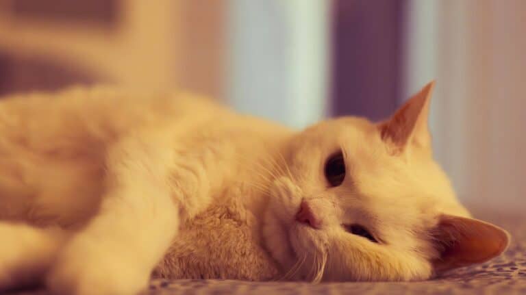 best cat calming products for anxiety in 2026