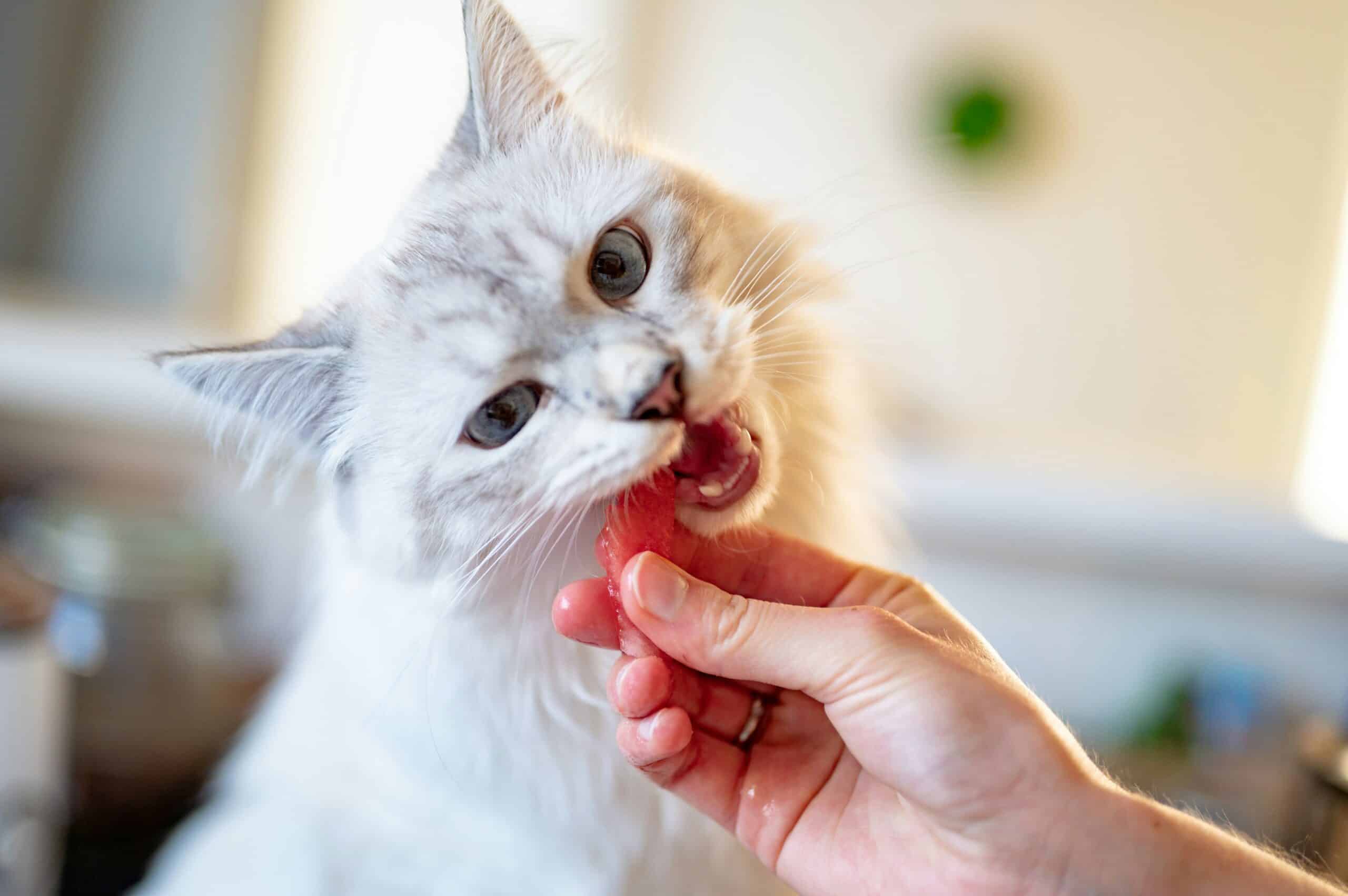 Best Cat Dental Treats and Chews in 2026: Plaque Control That Doesn’t Require a Toothbrush