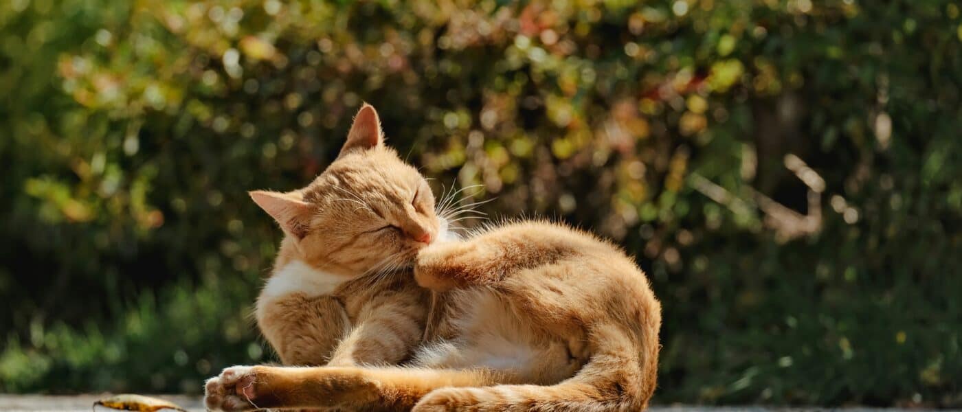 Best Cat Joint Supplements for Senior Cats in 2026