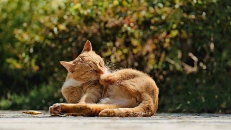 best cat joint supplements for senior cats in 2026