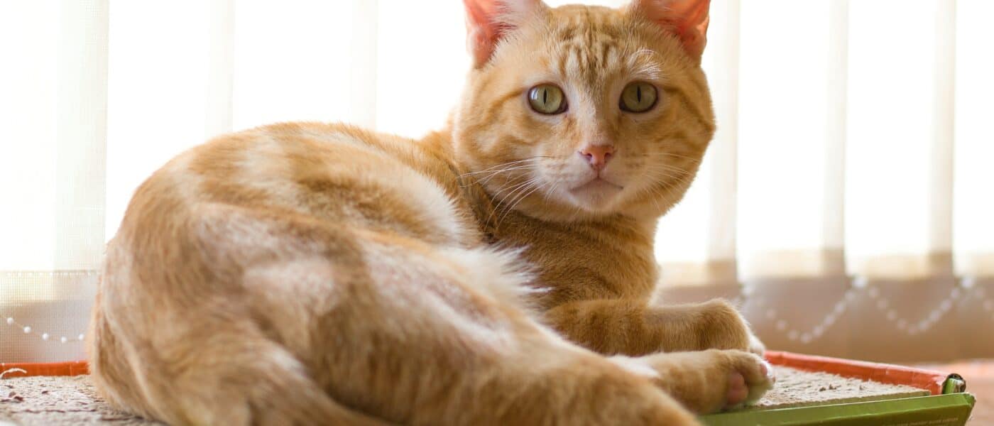 Best Cat Litter Deodorizers and Additives in 2026: That Cut Box Odor Between Cleanings