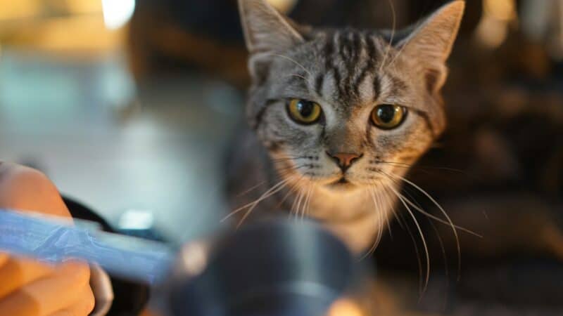 best cat litter scoops and sifters in 2026