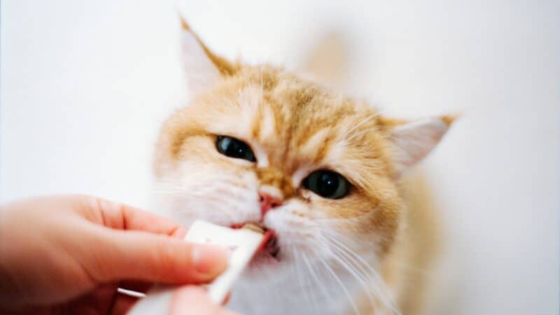 best cat probiotics for digestive health in 2026