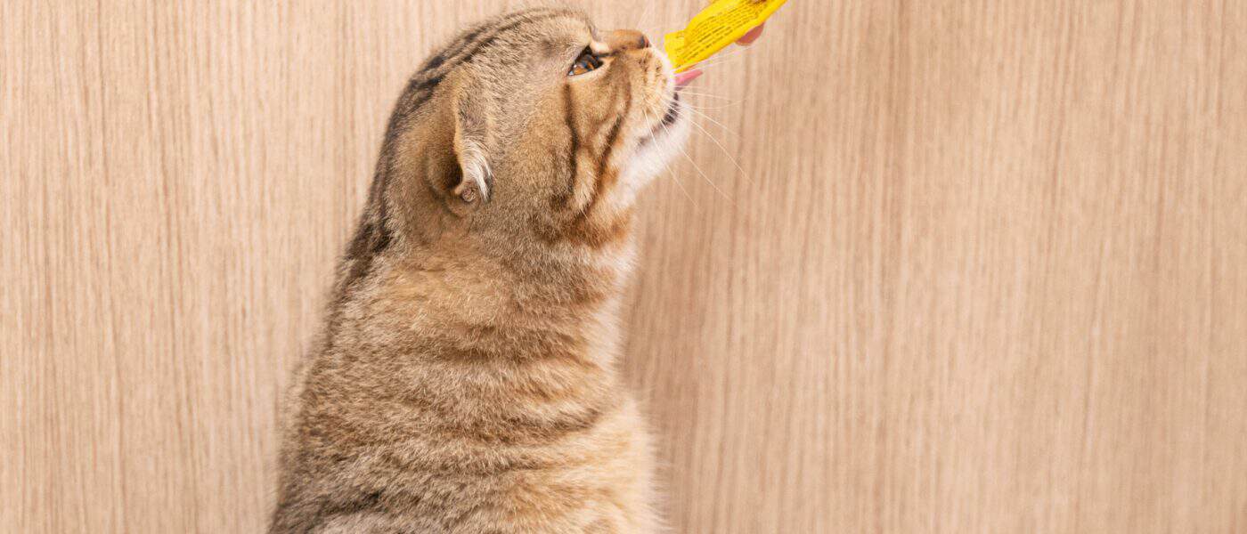 Best Cat Toothbrushes and Dental Care in 2026: Healthier Teeth and Fresher Breath