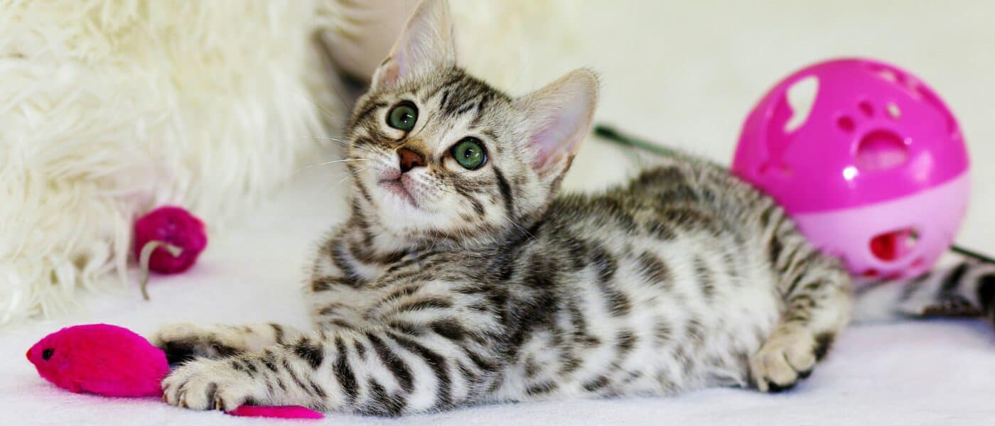Best Cat Toys for Mental Stimulation in 2026: Stop Boredom Before It Becomes Destruction