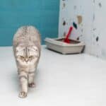 best clumping cat litter in 2026