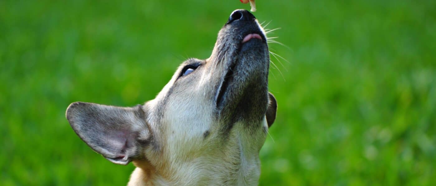 Best Cognitive Support Supplements for Senior Dogs in 2026: Brain Health and Cognitive Dysfunction