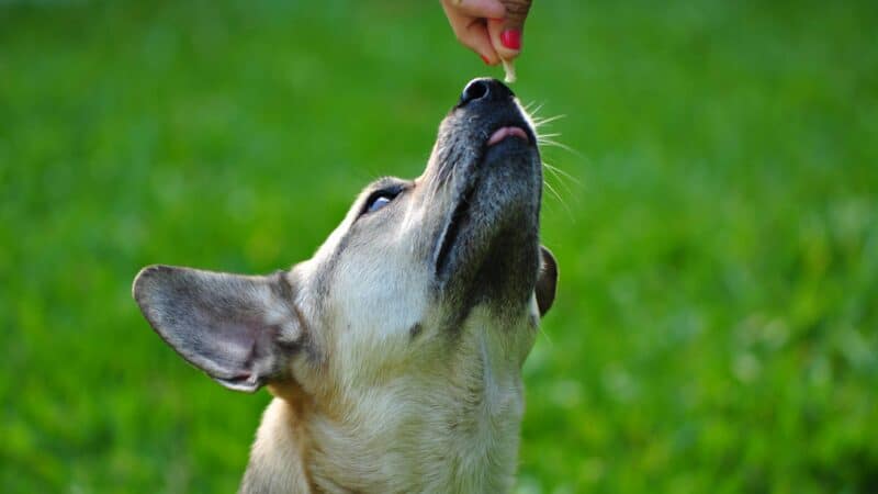 best cognitive support supplements for senior dogs in 2026