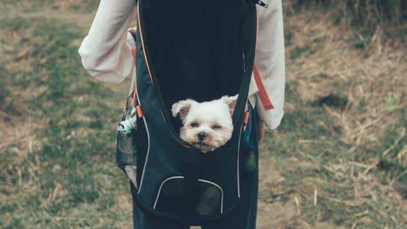 best dog backpack carriers for small dogs in 2026