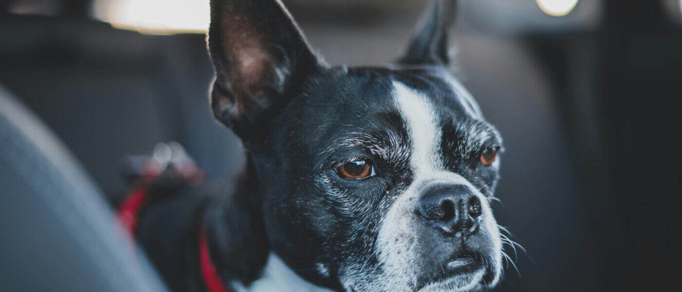 Best Dog Seat Belts and Car Restraints in 2026: Secure Picks to Keep Your Dog Safe