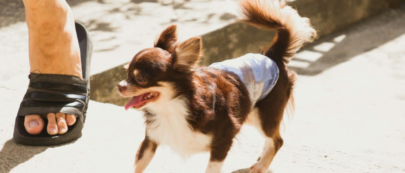 Best Dog Diapers for Incontinent Senior Dogs in 2026: For Leak Protection and Daily Comfort