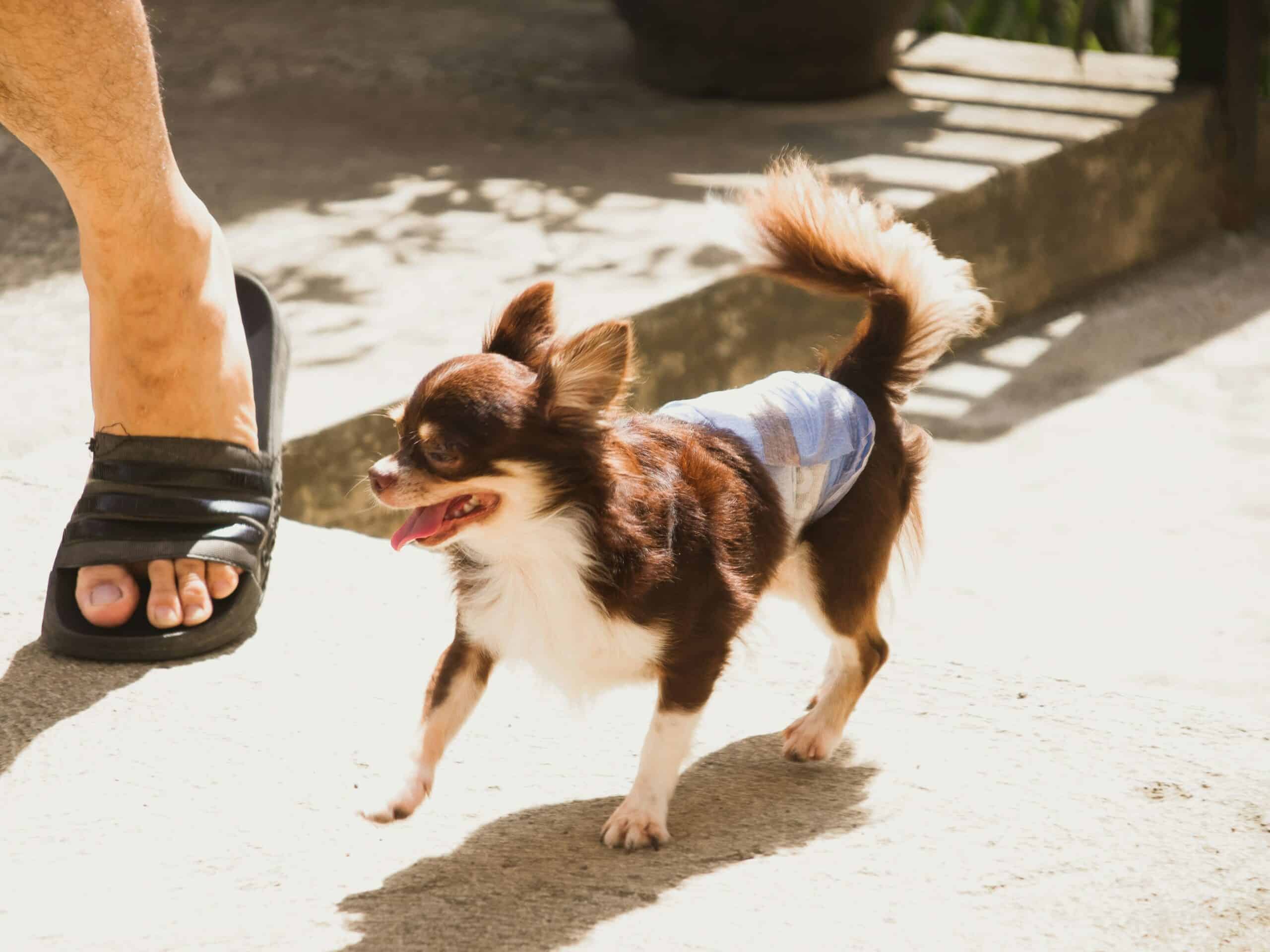 Best Dog Diapers for Incontinent Senior Dogs in 2026: For Leak Protection and Daily Comfort