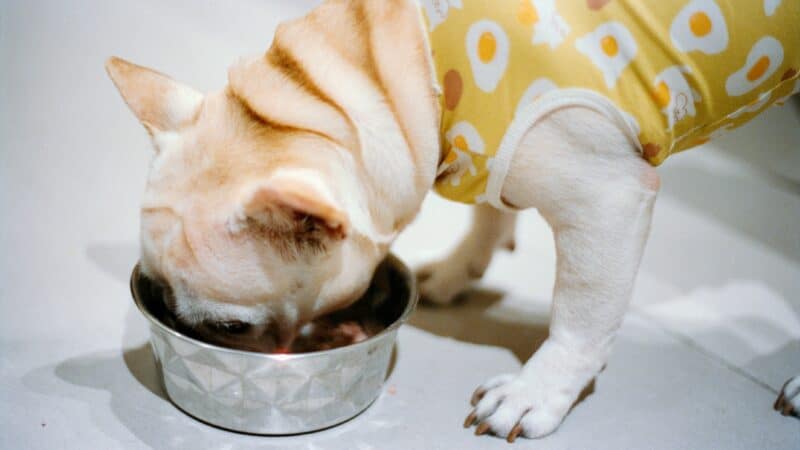 best dog food for allergies in 2026