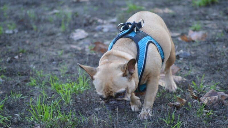 best dog poop scoopers in 2026