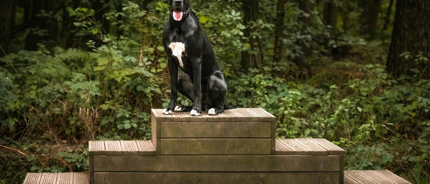 Best Dog Stairs and Ramps for Senior Dogs in 2026: For Bed, Couch, and Car Access