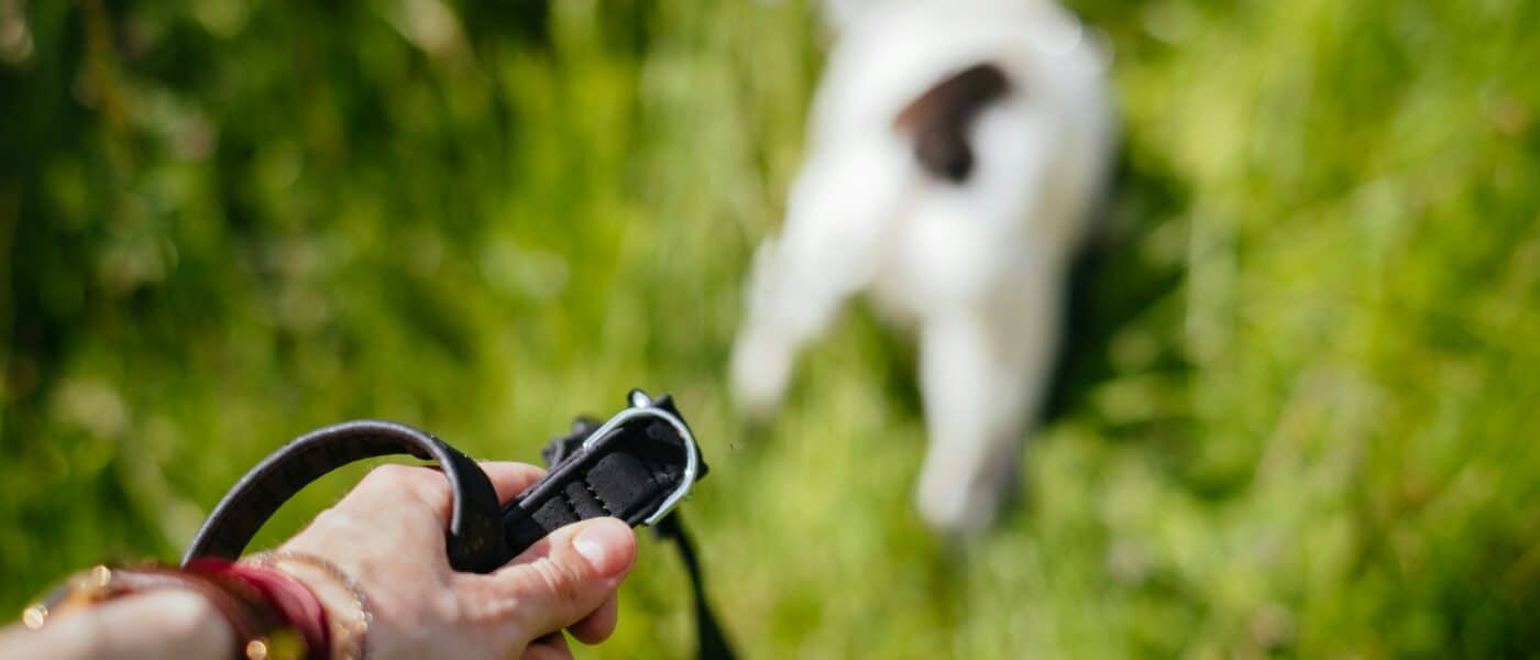Best Dog Training Clickers in 2026: Which Ones Mark the Moment Cleanly