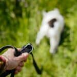 best dog training clickers in 2026