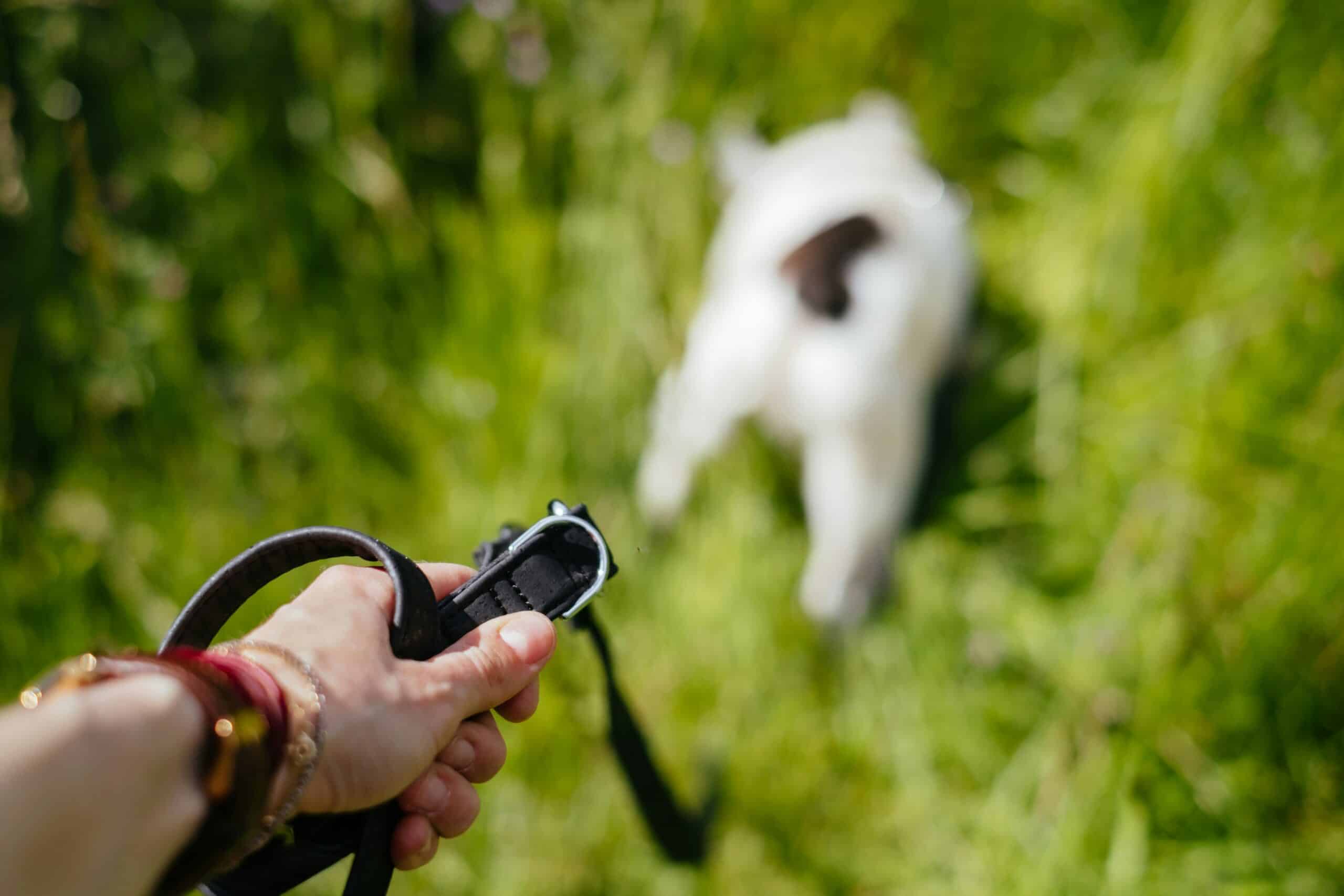 Best Dog Training Clickers in 2026: Which Ones Mark the Moment Cleanly