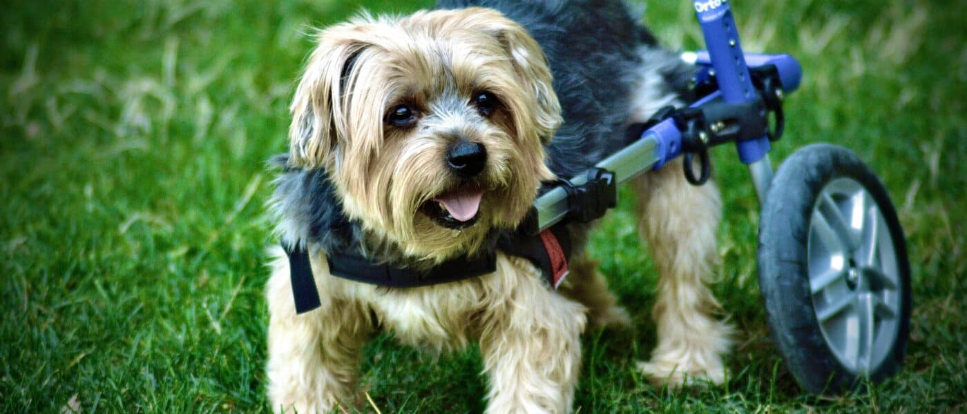 Best Dog Wheelchairs and Mobility Aids in 2026