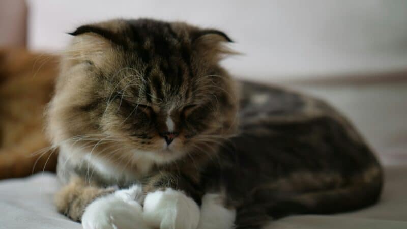 best hairball control products for cats in 2026