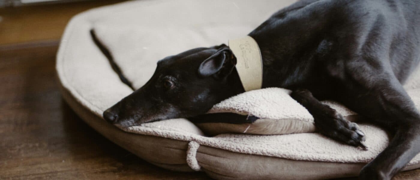 Best Heated Dog Beds for Senior Dogs with Arthritis in 2026: For Joint Comfort, Warmth, and Restful Sleep