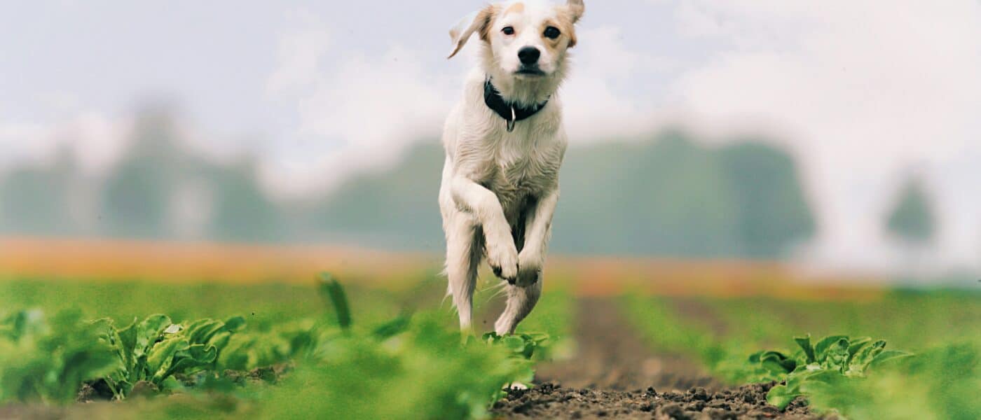 Best Probiotics for Senior Dogs in 2026: What the Evidence Says and Five Strain-Verified Picks